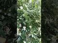 Download Lagu https://www.facebook.com/profile.php?id=100005331258151 nice f....tree 🌲🌲🌲