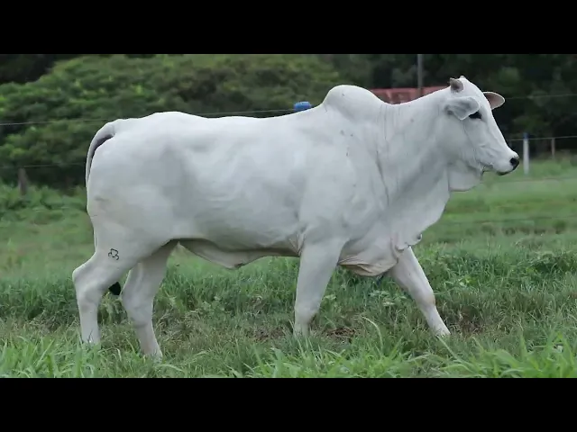 Novilha Nelore CMT - 465