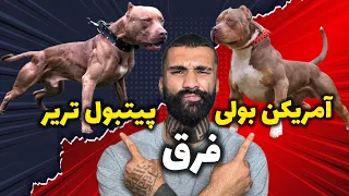 فرق بین آمریکن بولی و پیتبول تریر  دندنها