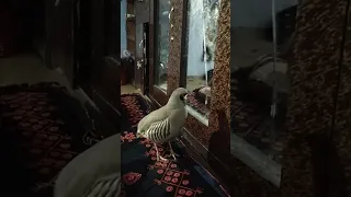 Https Youtube Com Playlist List PL6LIk H ALksmZ P ACj9KEJmf8xa8W0i Si OvHBw6fvuxsHojk 