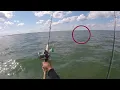 Cobia Puppy Drum Grandview Nature Preserve VA 2022