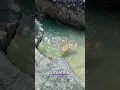 Download Lagu Jamaican Mermaid Encounter In Flat Bridge Jamaica