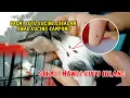 Download Lagu Basmi KUTU KUCING di Badan Anak KUCING KAMPUNG, Sekali Mandi KUTU HILANG!!