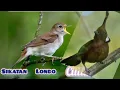 Download Lagu Sikatan londo vs Cililin Gacor Nembak rapat dan jernih