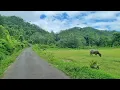 Download Lagu walk in the village | relaxed and peaceful life in the village | Indonesian rural atmosphere