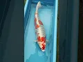 Download Lagu Omosako Koi Fish. Kujaku. #music #animals #koi