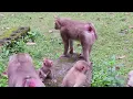 Lovely Monkey Family - Adorable Little Baby AFLIE Happily Playing After Milk