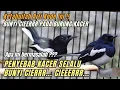 Download Lagu KETAHUILAH ARTI BUNYI KACER INI !! PENYEBAB KACER SELALU BUNYI CIER - CIER