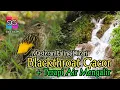 Download Lagu Download Masteran Suara Blackthroat Gacor Jernih mix Suara Air Mengalir - Master Kicau!