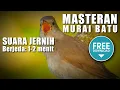 Download Lagu MASTERAN MURAI BATU 🔴 suara rapat dan kasar burung sikatan londo berjeda 1-2 menit