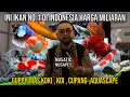 INI IKAN NO.1 INDONESIA HARGA MILIARAN GUPPY, MAS KOKI , KOI , CUPANG , AQUASCAPE #AudreyA