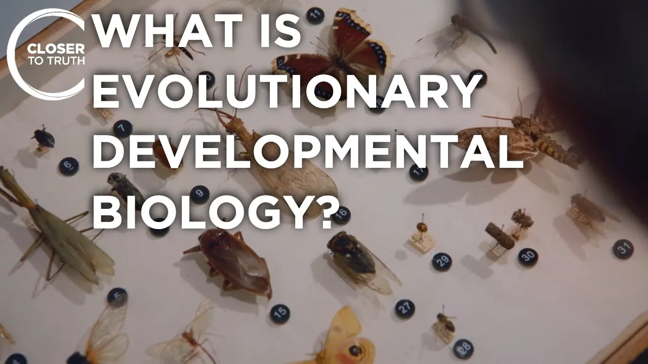 What is Evolutionary Developmental Biology? | Closer To Truth