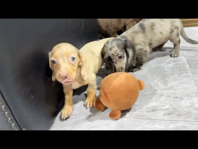 動画
