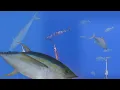 Download Lagu bihira lang Ako maka pana nang ganito kalaking rainbow runner😱