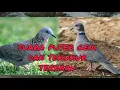 Download Lagu SUARA PIKAT PUTER GENI DAN TEKUKUR MENJADI SATU