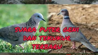suara pikat puter geni dan tekukur menjadi satu