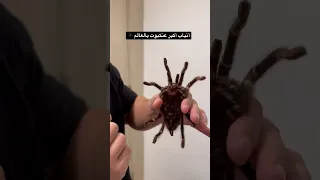 أكبر عنكبوت بالعالم 