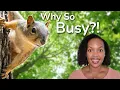 What a Squirrel Actually Does All Day