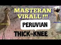 Download Lagu MASTERAN VIRALL2025 !!!! SUARA  BURUNG PERUVIAN THICK-KNEE @STBKICAUBURUNG 