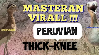 masteran virall2025 suara burung peruvian thick knee stbkicauburung 