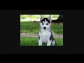 Classifying images using ibm watson visual recognition