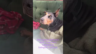 #fyp #dream #pets #doberman #vlog