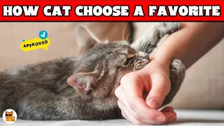 THIS Is How REALLY Cats CHOOSE Their FAVORITE Person Cats Aura