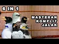 Download Lagu Masteran dan Pancingan JALAK  Macet Bunyi Terbaru 2022 !!! 100% Auto Nyaut