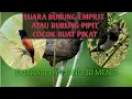 Download Lagu Suara Pikat Burung Emprit || Suara Burung Pipit