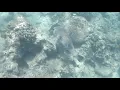 Download Lagu Scuba diving hurghada egypte