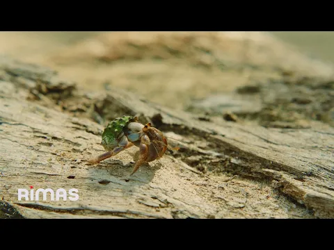 Video Thumbnail: BAD BUNNY ft. Chuwi - WELTiTA (Video Oficial) | DeBÍ TiRAR MáS FOToS