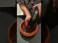 Download Lagu Super Tasty Pacha Puli Rasam/Raw Tamarind Soup | No Cook, No Oil | Serve with Hot Steamed Rice ✔️