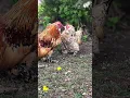 Download Lagu Pretty little chickens#likeandsubscribe#makemefamous#shorts#chickens#farmer#farm#cowgirl
