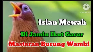 masteran burung wambi full isian