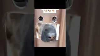 اضحك من القلب فديوهات كوميدية مقالب ضحك ضحك مصر السعوديه  اضحك من القلب فديوهات كوميدية مقالب ضحك ضحك مصر السعوديه