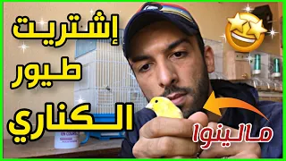 تربية طيور الكناري للمبتدئين معلومات حول طيور الكناري 