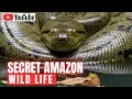 Download Lagu Dokumenter Hutan Hujan Amazon 2025 | Rahasia Hutan Terbesar di Dunia Terungkap