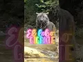 Download Lagu Los persigue un lobo gigante #shortvideos #viralvideos