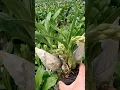 Download Lagu This orchid plant easyest to growing in pot if you love plant growing it in your garden #orchid