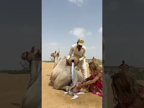 فتاةٌ وزوجها يغسلان جملهما الأليف بالصابون التقليدي في مشهدٍ ريفي جميل