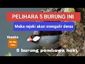 Download Lagu COBA Pelihara. Burung ini bisa membawa hoki \u0026 keberuntungan dalam hidup. Inilah 5 burung kerejekian❓
