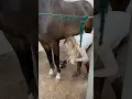 Download Lagu Time for a bath 🛁🐴 #equestrian #horse #horselover #horseriding