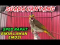 Download Lagu CUCAK WILIS | RENGGANIS GACOR CEPAT BIKIN EMOSI LAWAN