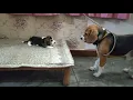 Deep conversation between father daughter Leo Lilly Leo The Beagle