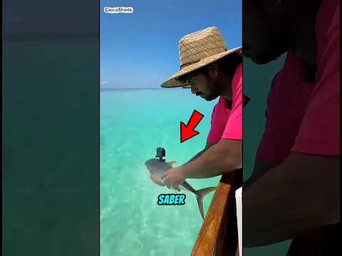 ¡Mira lo que encontró bajo el mar! 😱 #catsoftiktok  #cat #cutecat #funnycats #catcartoon #fyp #cute