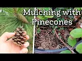 Using pinecones as mulch free and sustainable
