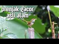Download Lagu Burung Prenjak Gacor Untuk Pikat Asli Alam