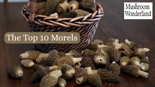 The 10 most Common Morel Mushrooms in the US