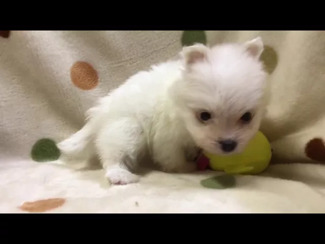 動画