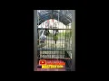 Download Lagu CUCAK IJO RASA PLATUK SAMPIT NGRNTROK JAMTROK
